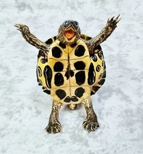 Real Turtle Taxidermy- Happy Happy Turtle