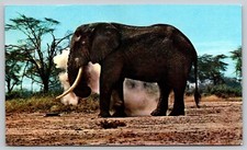 African Wild Life Nairobi Kenya Elephant dated  1968 UNP  Postcard  h1