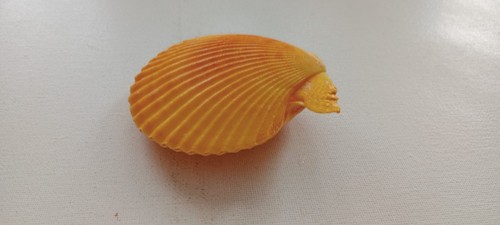 Large Pecten Nobilis Sea Shell for Curiosity Cabinet Collection DIY - Picture 4 of 9