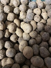 patate da semina Viola Bergerac 40 semi Tuberi Orto Bio Naturale Seme Sementi