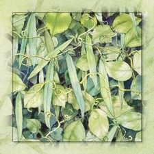 Ceramic Backsplash Tile Mural Fruit Vegetable Food Kitchen/Bathroom - Peas