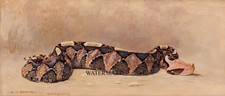 Charles Robert Knight - 1929 Gaboon Viper Snake Dinosaur artist- REPRO 16x40