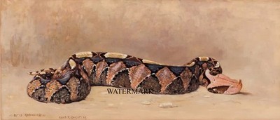 Charles Robert Knight - 1929 Gaboon Viper Snake Dinosaur artist- REPRO 17x22