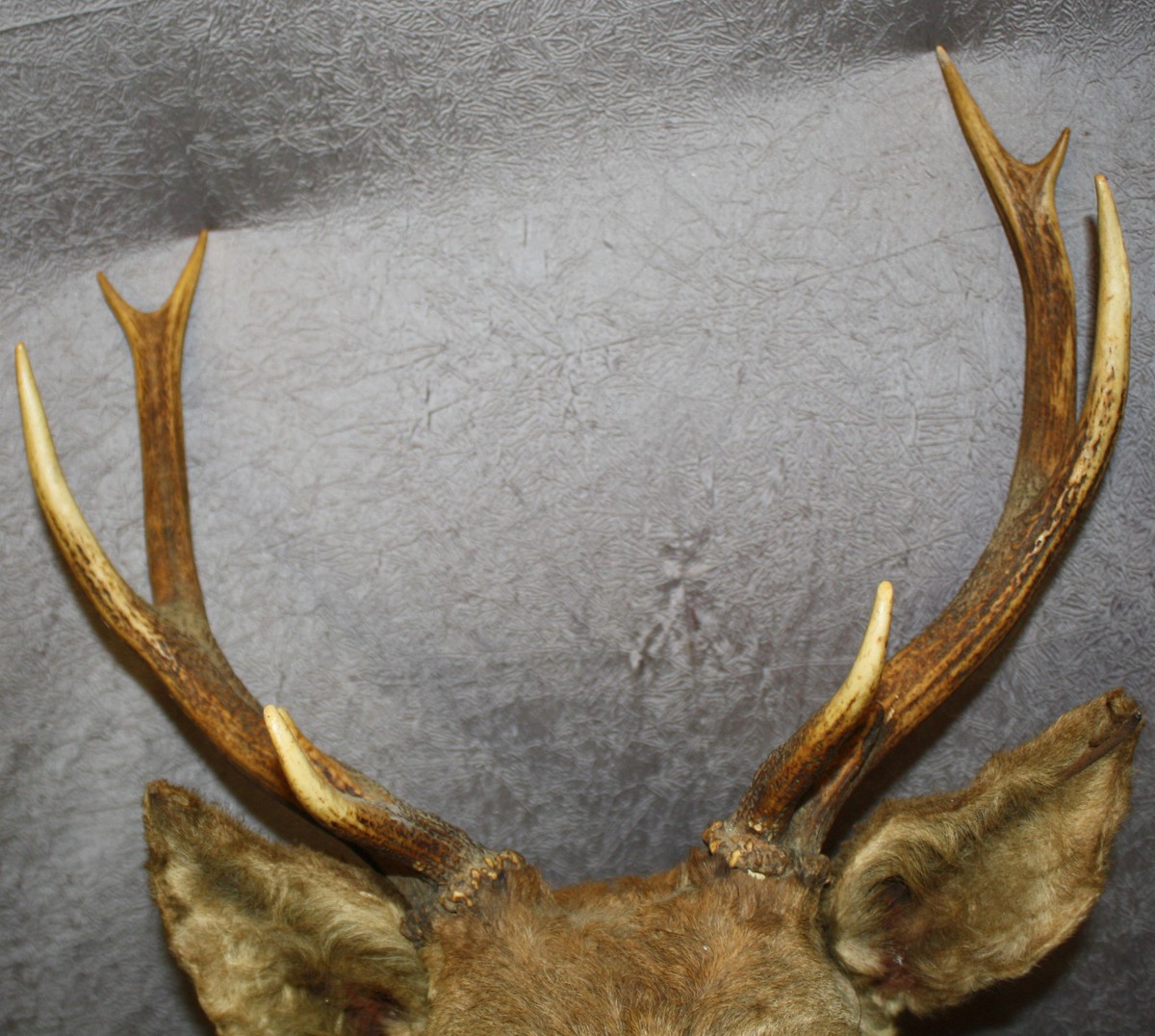 ANCIEN TROPHÉE DE CHASSE CERF-CORNE sur bois-massacre EUR 59,90