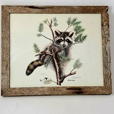 RACCOON Wildlife Print FRAMED Signed Numbered 1972 Al Dornisch Artist 14" X 11"
