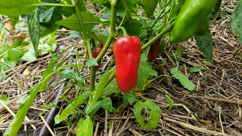 Pimiento especiado chile poromeo (anteriormente Fresno) Pimiento rojo semilla 15 semillas - Imagen 2 de 2