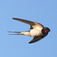 HIRUNDO.NEA