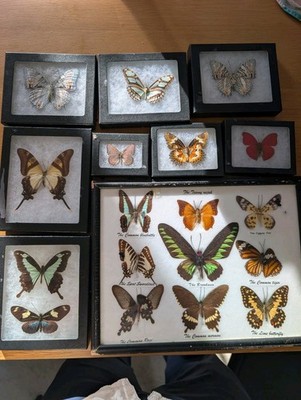 Lot of 18Framed Real Taxidermy Butterflies Collection | Entomology Display Decor