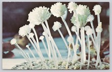 ASPERGILLUS HERBARIORUM Blaschka Glass Model Harvard University Postcard 1929