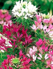 Spider Flower Mix Organic 100 Seeds, Free Shipping