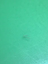 FHF Cal. 175 Click Spring Original Watch Part / T701