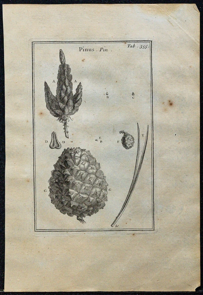 1719 - Pin & - Pine Cone Design - - engraving antique Of Botany (Tournefort)