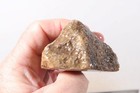Eden Valley Petrified Wood 5 oz. Limb Cast rough w/ Fossil Algae end cut Lot Ed1 — photo 9