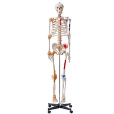 Uimoso Human Skeleton Model Anatomical Skeleton Life Size with Muscle Points