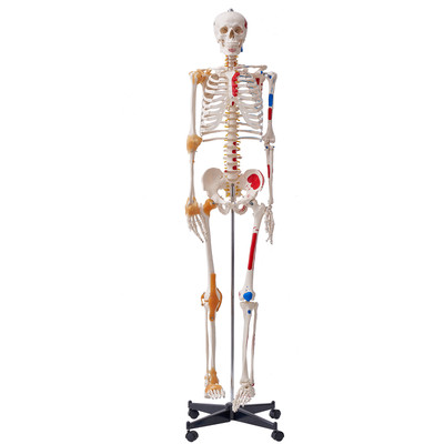 Uimoso Human Skeleton Model Anatomical Skeleton Life Size with Muscle Points