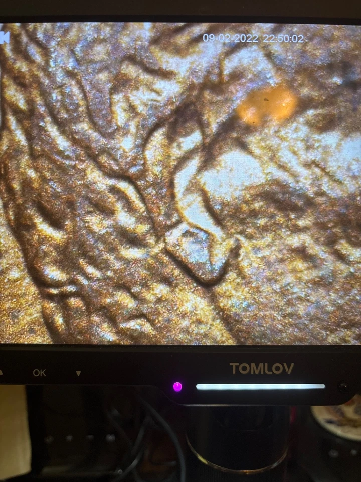 1983-D Lincoln Cent FS-101 Doubled Die Obverse "Doubled Ear" Variety RAW Red - Image 3 of 4