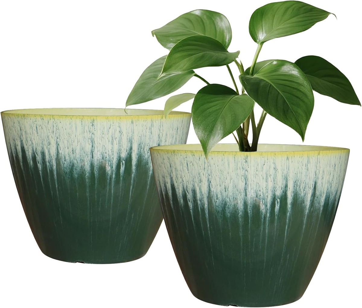 bonsai fig tree Indoor Ficus Tree | Small Bonsai Tree main image 1