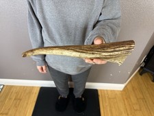 1 Huge JUMBO Whole MOOSE ANTLER Dog Chew SALE SELECT MASSIVE COLOSSAL BIG 11