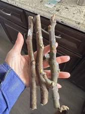 Fig Tree Cutting 3 Black Madeira, 6”+, 3 Buds Each