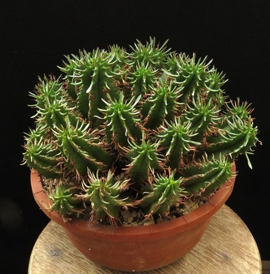 Euphorbia aggregata Caudex,Succulent Plants,Cactus