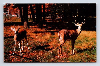 Vermon'ts Native Dear Vermont VT Chrome Postcard
