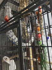 Budgie Play Accessory For Small Parrots Indoor Cage Stand Branch Supplies New US