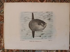 litografia 1863 PESCE LUNA - Lit. PETRAROJA – Rispoli dis.