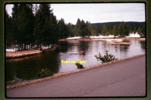 Grizzly Bear at Yellowstone National Park in 1970, Kodachrome Slide aa 15-2b - Picture 1 of 1