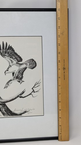 Greene Feather Signed And Numbered Limited Edition "Osprey Catching A Fish" - Picture 6 of 8
