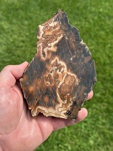 PETRIFIED WOOD - Park City, Silver Creek Junction, Summit County, Utah