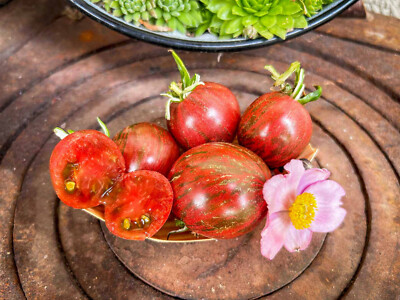 Moonlight Mile - rot-grün-silber  Buschtomate panaschiertes Laub HIGHLIGHT !!