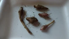 5+ 1 free  M  red  organic Jerusalem Artichoke  Tubers ready FOR PLANTING