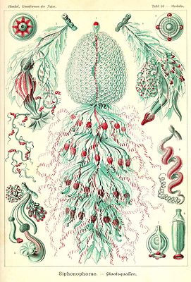 Medusa Jellyfish Illustration Print Haeckel Art Forms of Nature 4 x 6''-16 x 20''