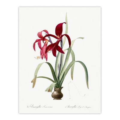 Aztekenlilie Botanische Redoute Vintage Wandkunstdruck Poster