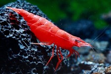10 1 Bloody Mary Live Aquarium Shrimp Neocaridina Live Guarantee