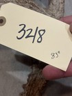 Big 83” Whitetail Deer Shed Antler Nice Heavy Taxidermy, Mount,Wildlife (3218) — photo 9