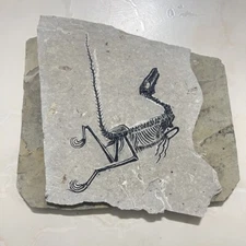 Unique Real AMPHIBIAN-VERTEBRA-NOTHOSAURIA-JURASSIC Dragon Dinosaur Fossil-