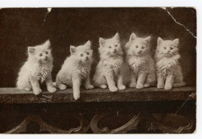 MT Sheahan The Cute Kitty Cat - Five White Kittens Vintage Postcard