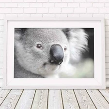 Koala - Australian Native Poster Picture Print Sizes A5 to A0 **FREE DELIVERY**