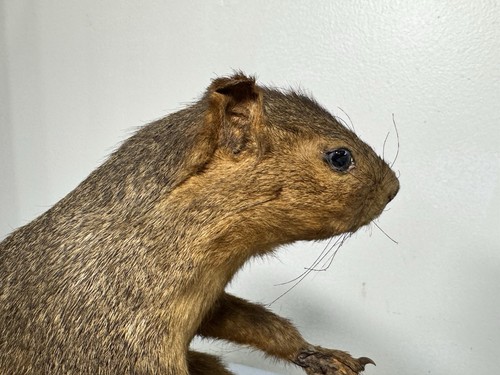 VTG 2 Squirrel Taxidermy Mount Log Grandpa DadCore Cabin Lodge Office Decor - Picture 11 of 24