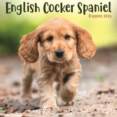 English Cocker Spaniel Puppies Square Mi 9781804608401