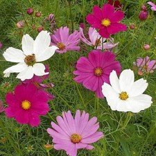 1/4 Lb Sensation Tall Mixed Cosmos Wildflower Seeds - Everwilde Farms Mylar