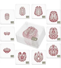 ThinkGeek Brain Specimen Glass Coasters, Set of 10, Illustrated Brain Slices,NIB