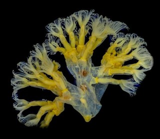 Clarke & Page Antique Microscope Slide of Polyzoa