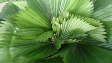 Licuala grandis  Palas  Ruffled  Vanuatu Fan Palm  5 Seeds
