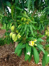 Lemon meringue mango scions 5 for $35 ready for grafting