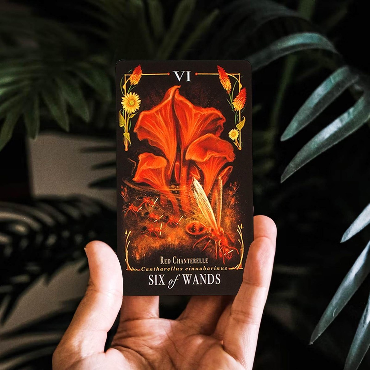 Buy Midnight Magic : A Tarot Deck of Mushrooms by Sara Richard