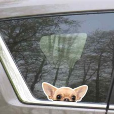 Cream Chihuahua Car Decal / Peeking Dog Vinyl Bumper Window Sticker Waterproof