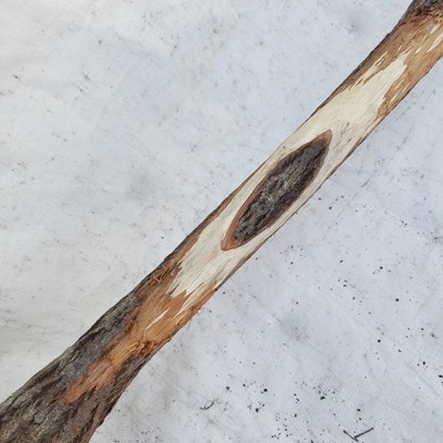 63'' Diamond Willow Carving Staff Wood Blank Walking Stick Nice