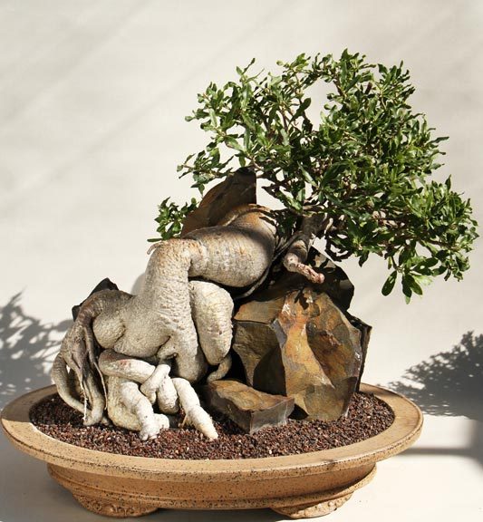10 Fockea edulis BONSAI (SEEDS CAUDEX AFRICA SUCCULENT PLANT STAPELIA) |  eBay